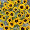51 подсолнух с гринбеллом в корзине