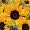 51 подсолнух с гринбеллом в корзине