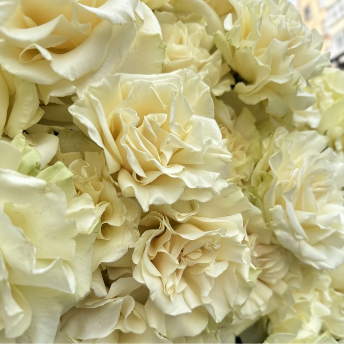 51 пышная белая роза Мондиаль