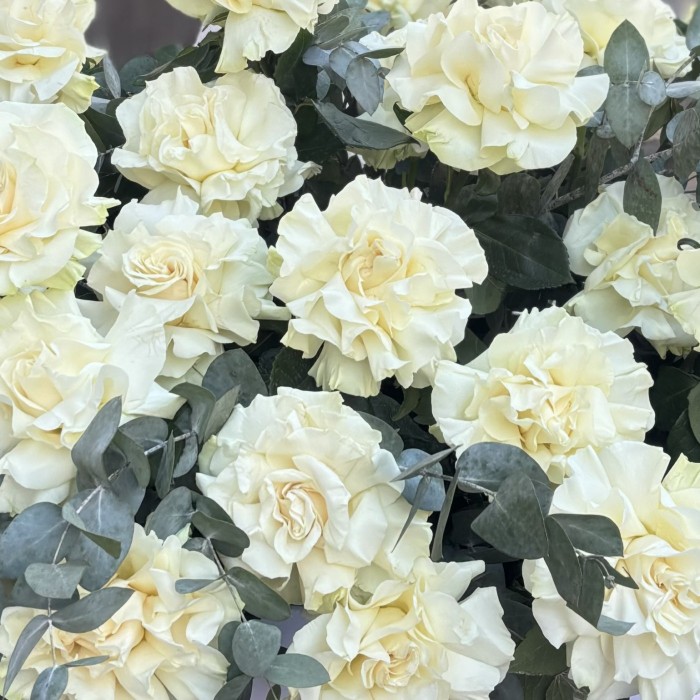 51 пышная белая роза Мондиаль с эвкалиптом в коробке