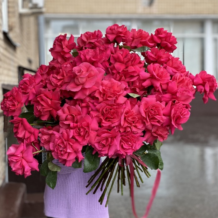 51 пышная малиновая роза Пинк Флойд