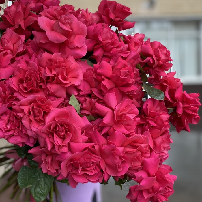 51 пышная малиновая роза Пинк Флойд