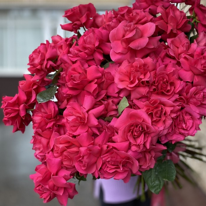 51 пышная малиновая роза Пинк Флойд