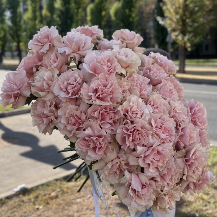 51 пышная роза Пинк Мондиаль