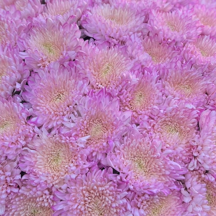 51 розовая хризантема Минка