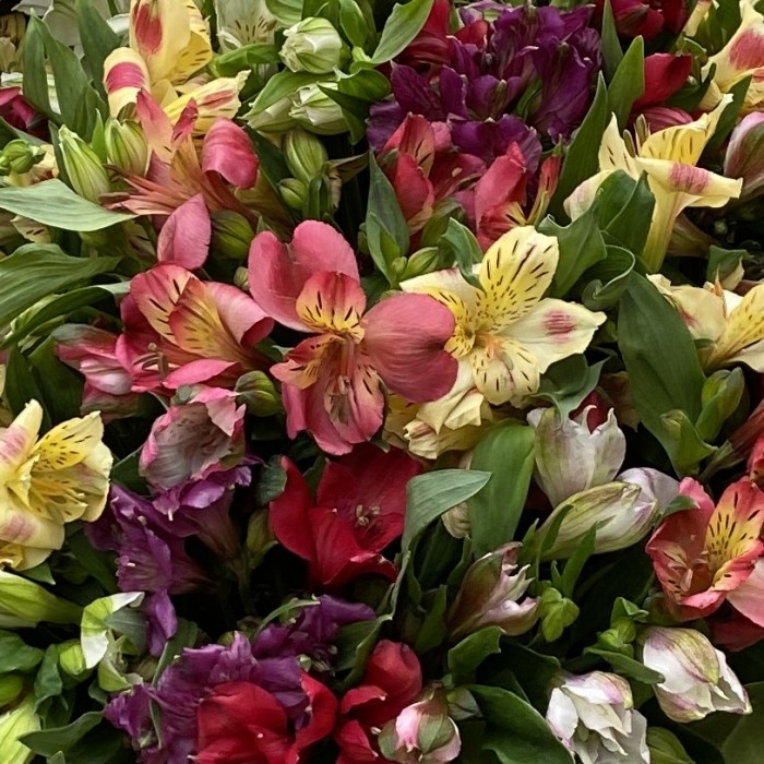 51 яркая альстромерия в корзине