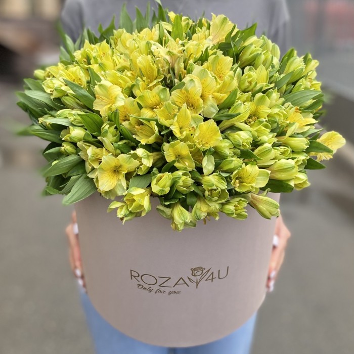 51 желтая альстромерия в коробке