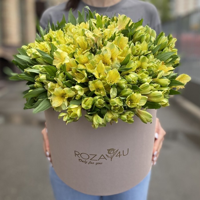 51 желтая альстромерия в коробке