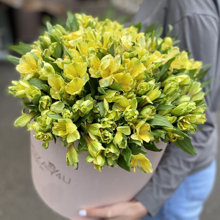 51 желтая альстромерия в коробке