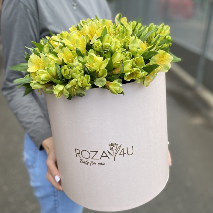 51 желтая альстромерия в коробке