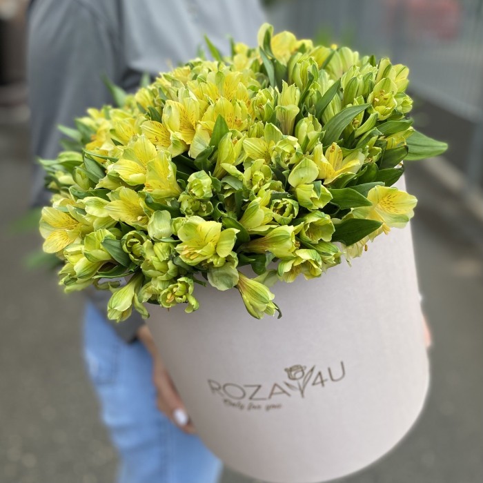 51 желтая альстромерия в коробке