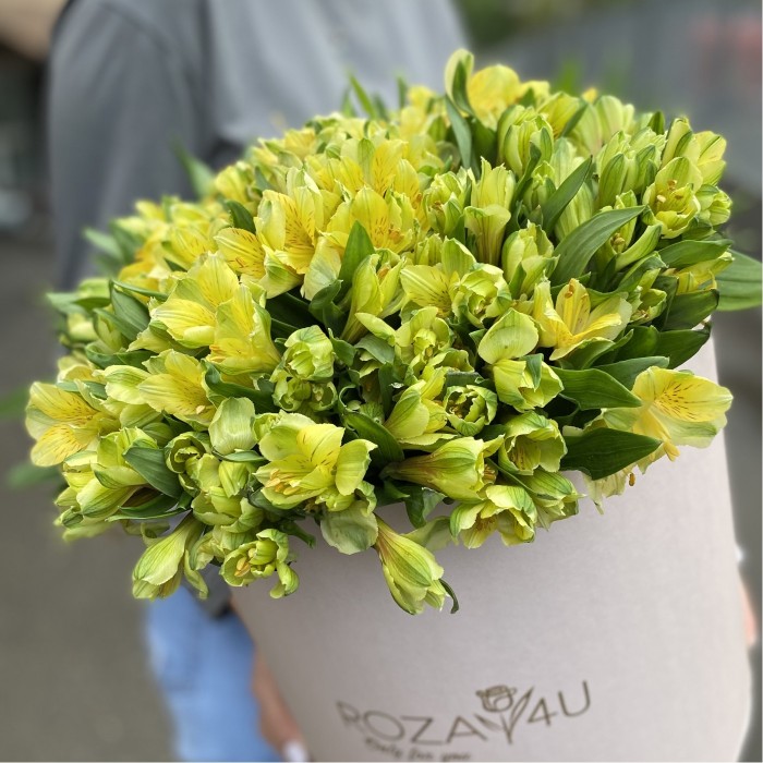 51 желтая альстромерия в коробке