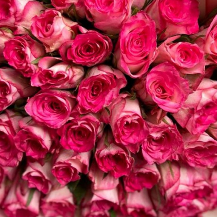 51 роза Дабл Дейт