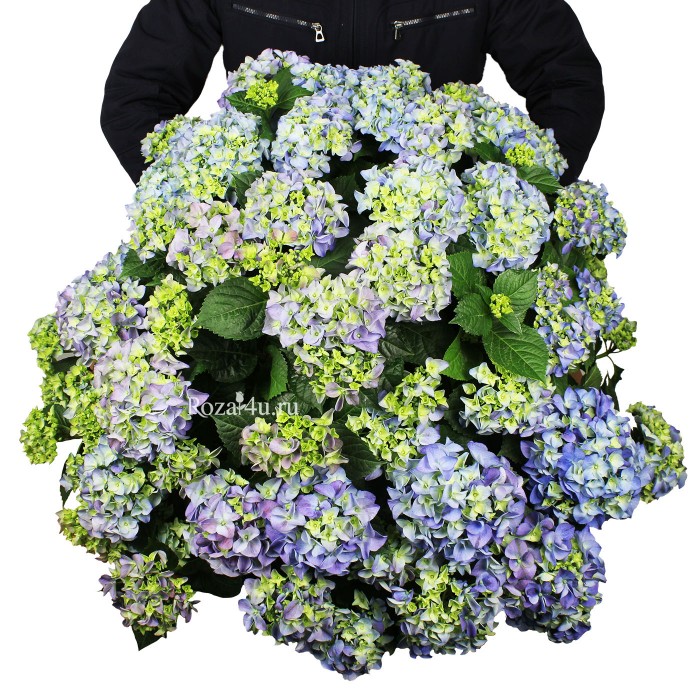 Гортензия синяя в кашпо