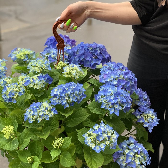 Гортензия синяя в кашпо