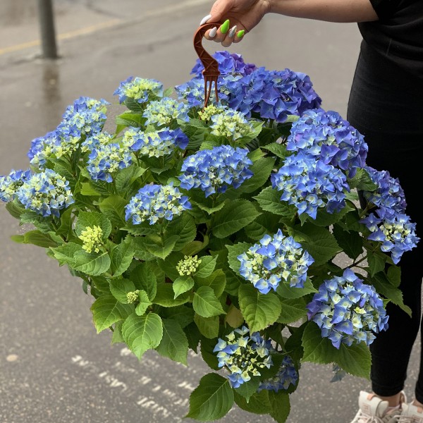 Гортензия синяя в кашпо