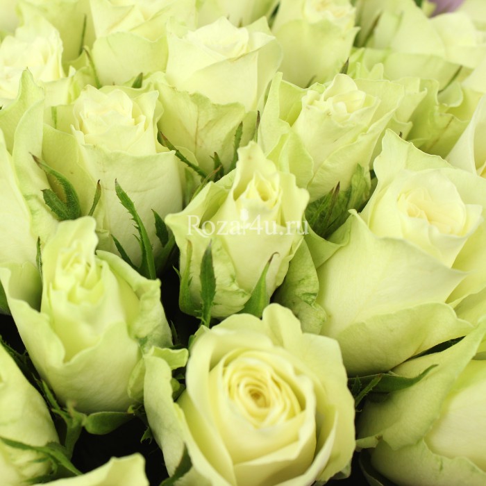 51 белая роза "Athena"