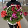 Подарочная корзина с Геранью