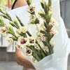 5 бело-фиолетовых гладиолусов