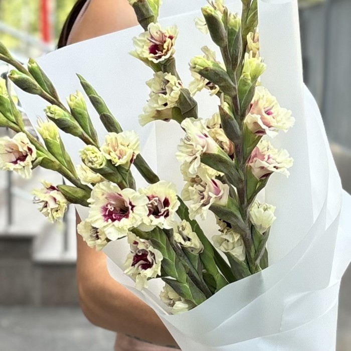 5 бело-фиолетовых гладиолусов