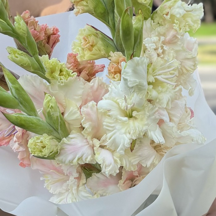 5 бело-розовых гладиолусов