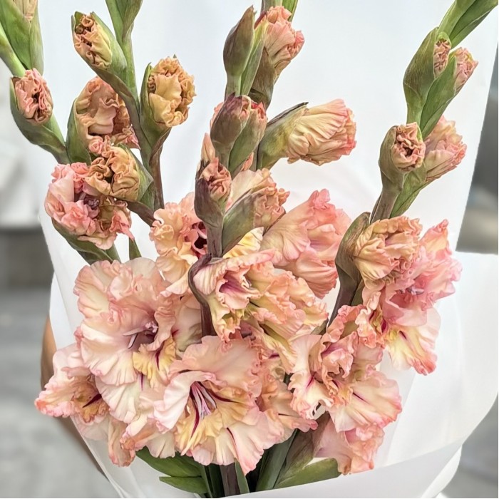 5 бело-розовых гладиолусов