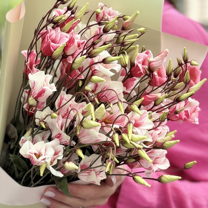 Букет из 5 бело-розовых крашеных эустом