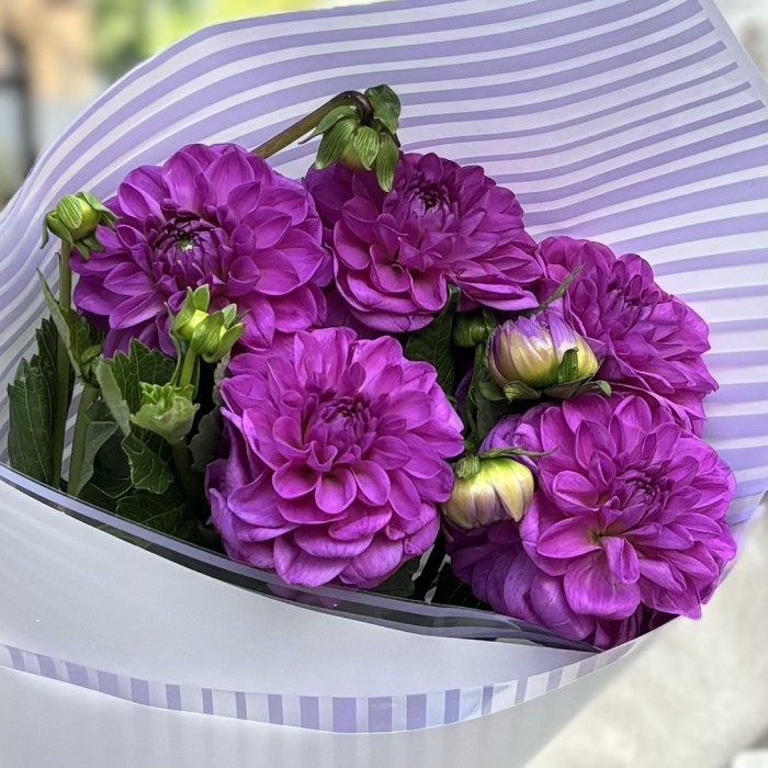 5 фиолетовых георгин