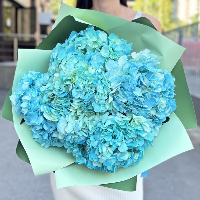 5 голубых гортензий