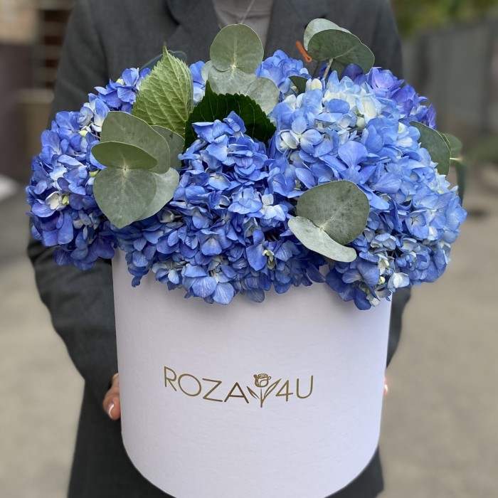 5 синих гортензий Блю Шокинг с эвкалиптом в коробке