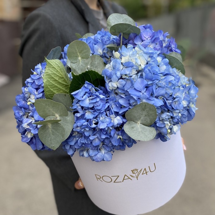 5 синих гортензий Блю Шокинг с эвкалиптом в коробке