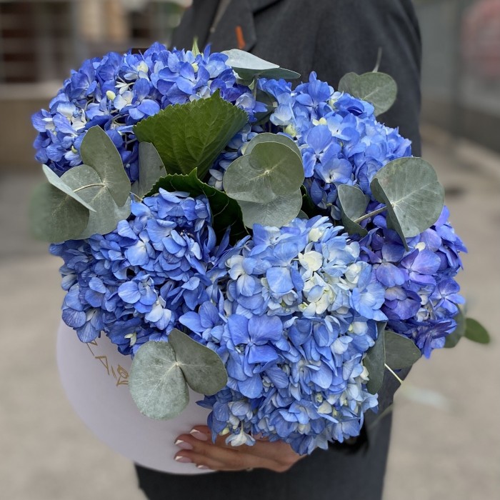 5 синих гортензий Блю Шокинг с эвкалиптом в коробке