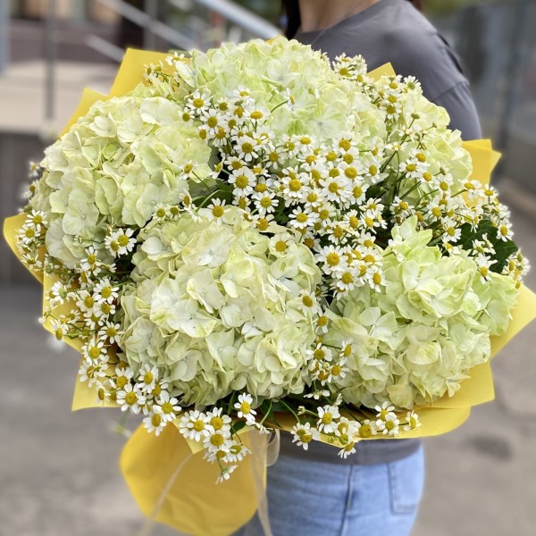 5 гортензий Лайм Грин с ромашкой