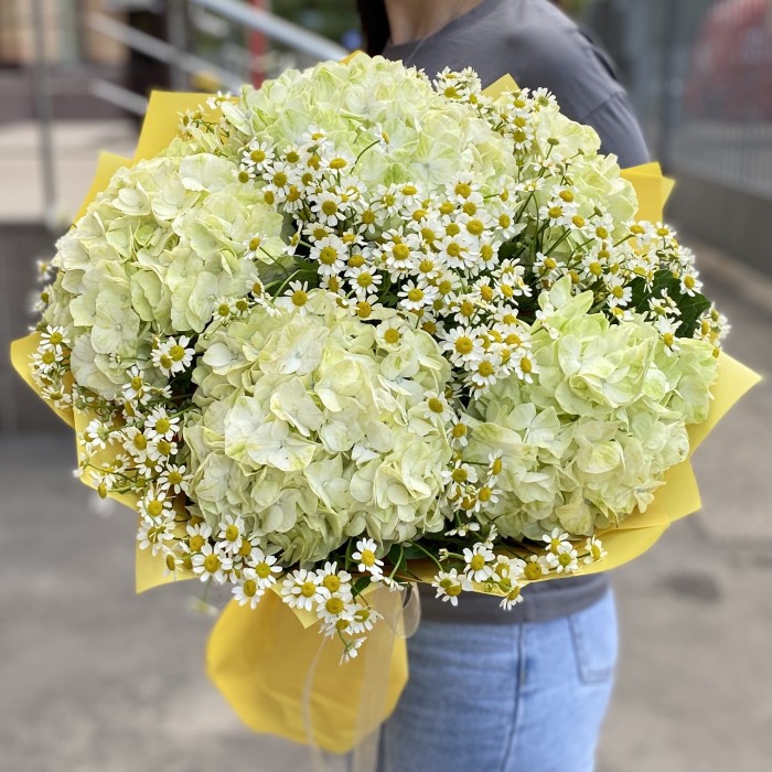 5 гортензий Лайм Грин с ромашкой