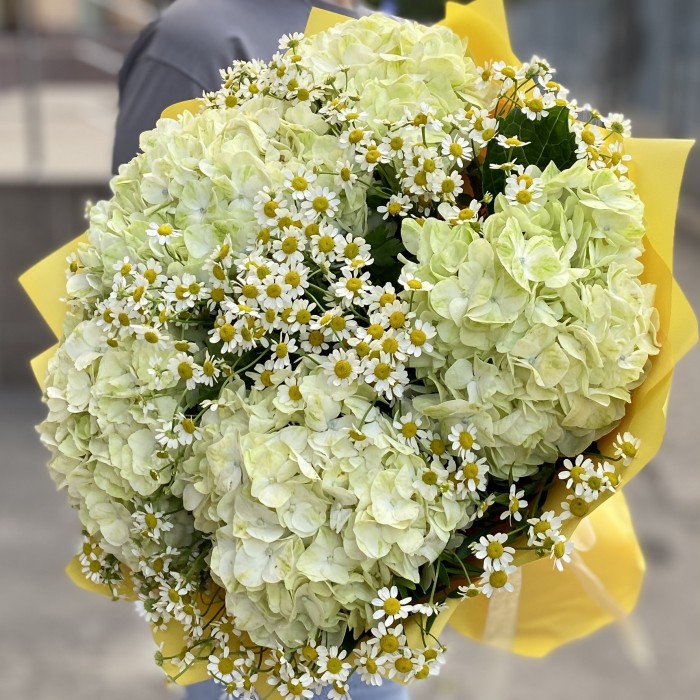 5 гортензий Лайм Грин с ромашкой