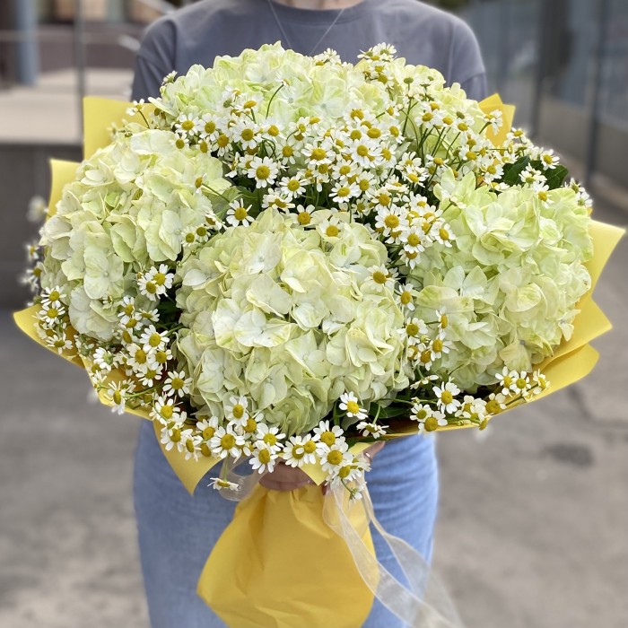 5 гортензий Лайм Грин с ромашкой