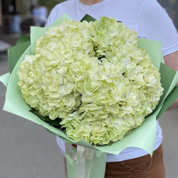 5 гортензий Лайм грин