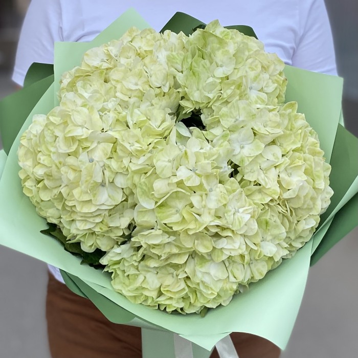 5 гортензий Лайм грин