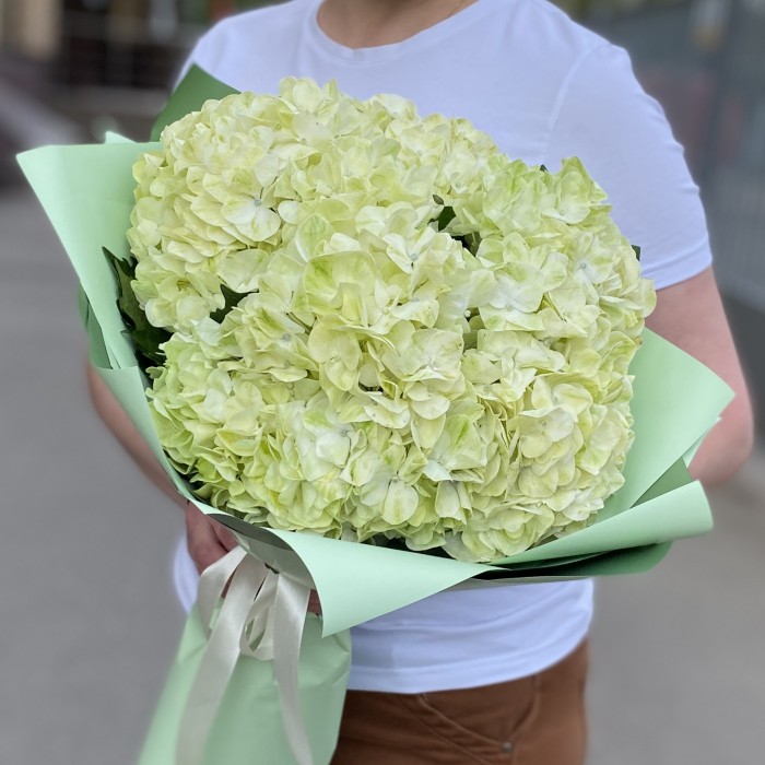 5 гортензий Лайм грин