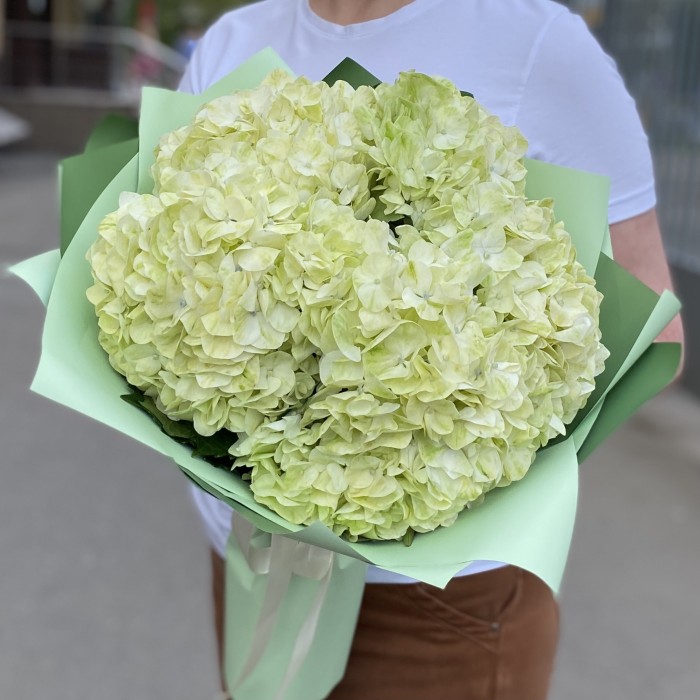 5 гортензий Лайм грин