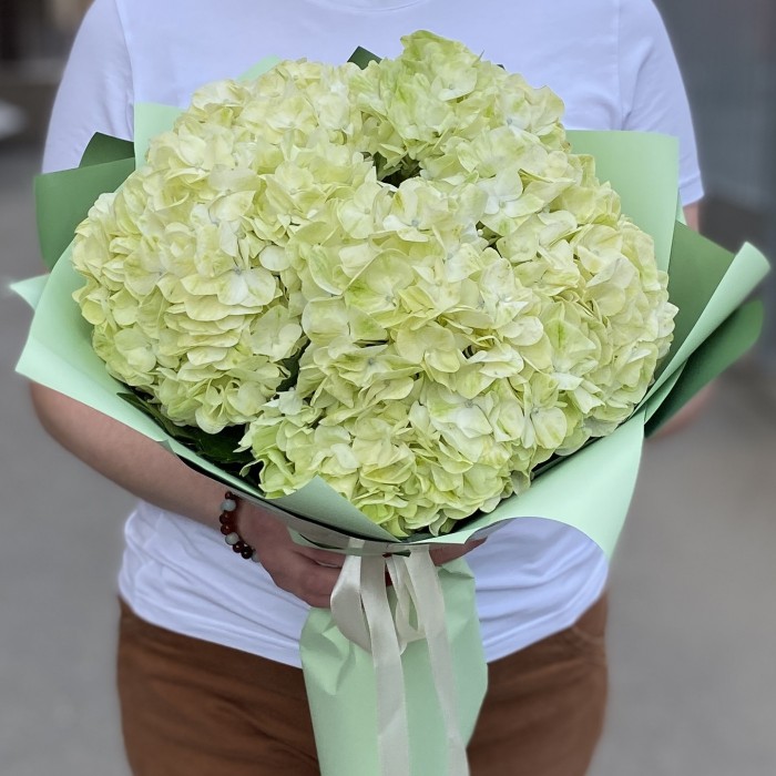 5 гортензий Лайм грин