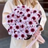 5 кустовых хризантем Стреза