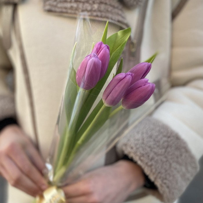 5 лиловых тюльпанов в пленке