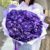 5 пурпурных гортензий