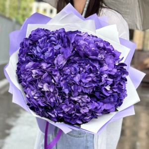 5 пурпурных гортензий