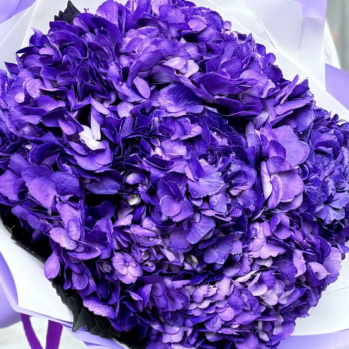 5 пурпурных гортензий