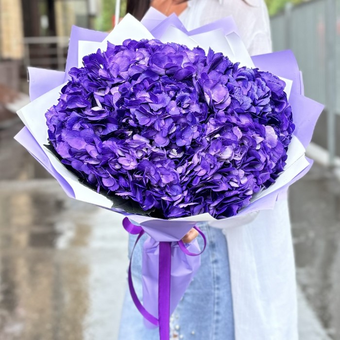 5 пурпурных гортензий