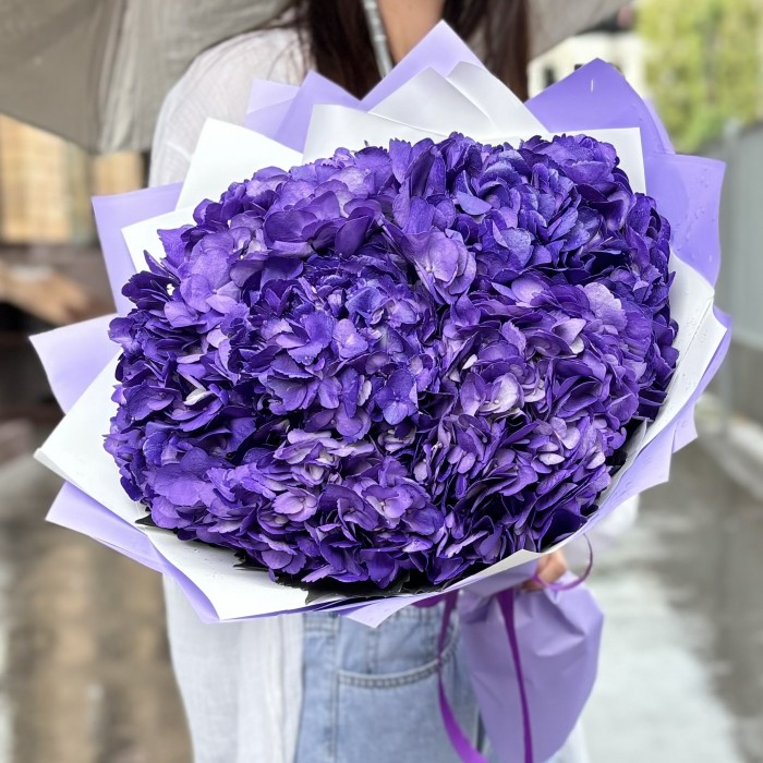 5 пурпурных гортензий