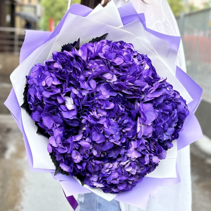 5 пурпурных гортензий