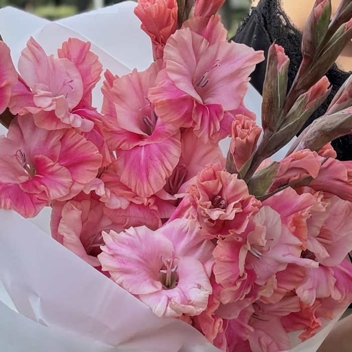 5  розово-малиновых гладиолусов